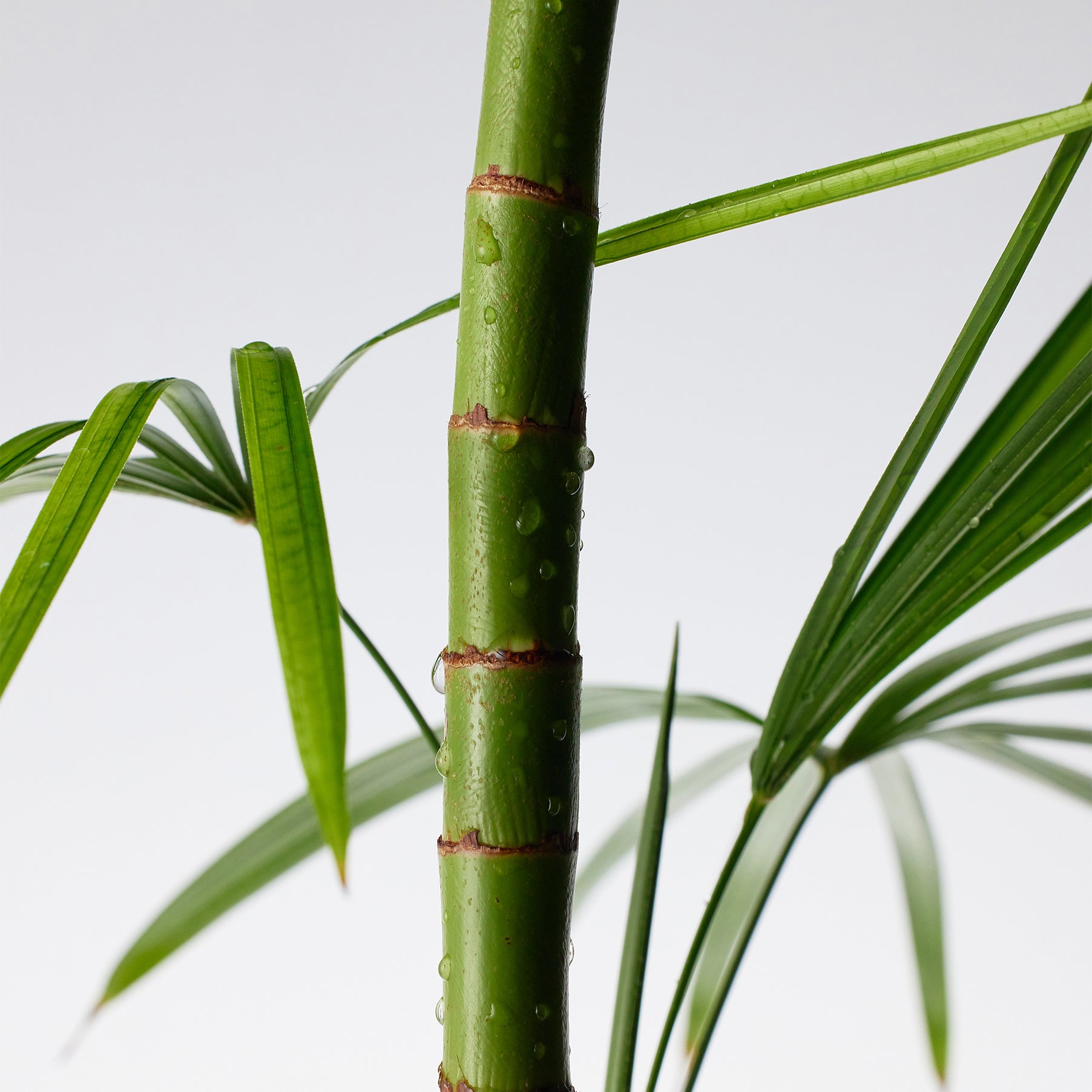 Mighty Bamboo Yoğun Nemlendirici Aydınlatıcı Panthenol Krem