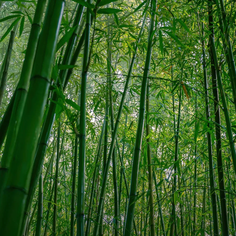 Damyang bambu ormanı